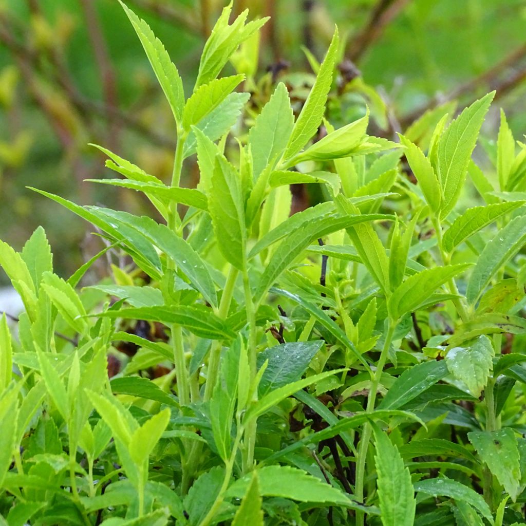 Espirea japonica Albiflora - Espirea del Japón