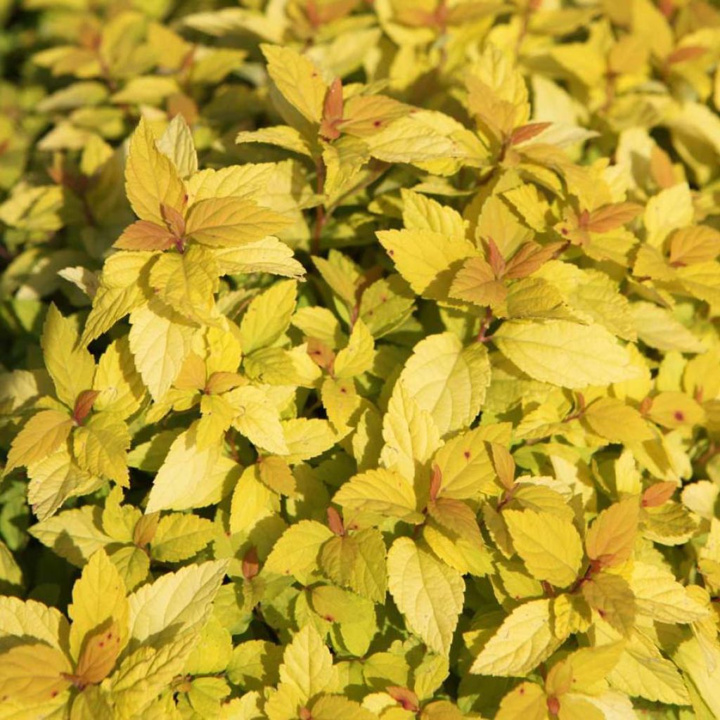 Espirea japonica Goldmound - Espirea del Japón