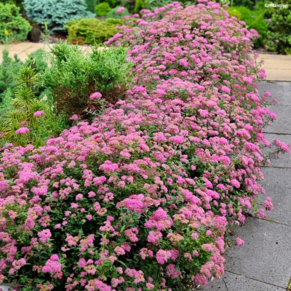 Espirea japonica Odessa - Espirea del Japón