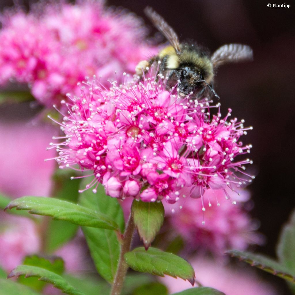 Espirea japonica Odessa - Espirea del Japón