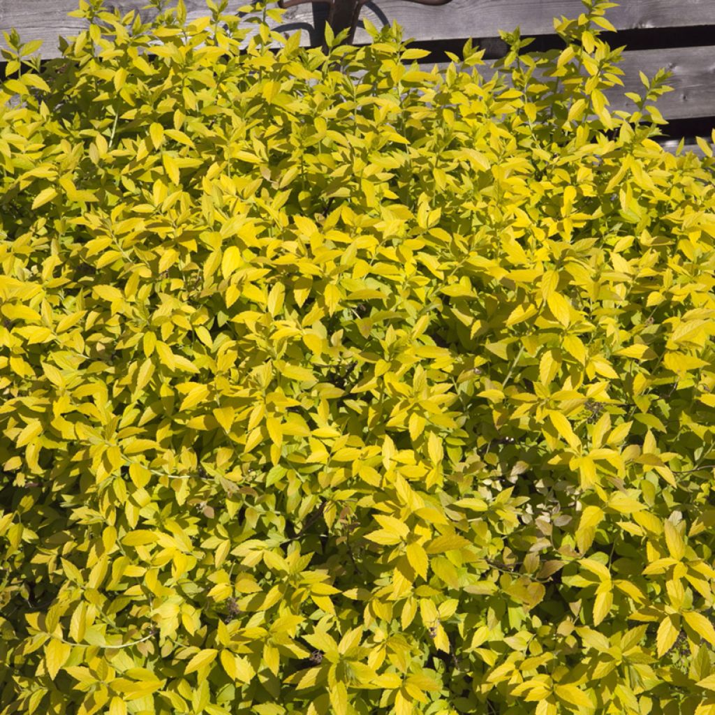 Espirea japonica White Gold - Espirea del Japón