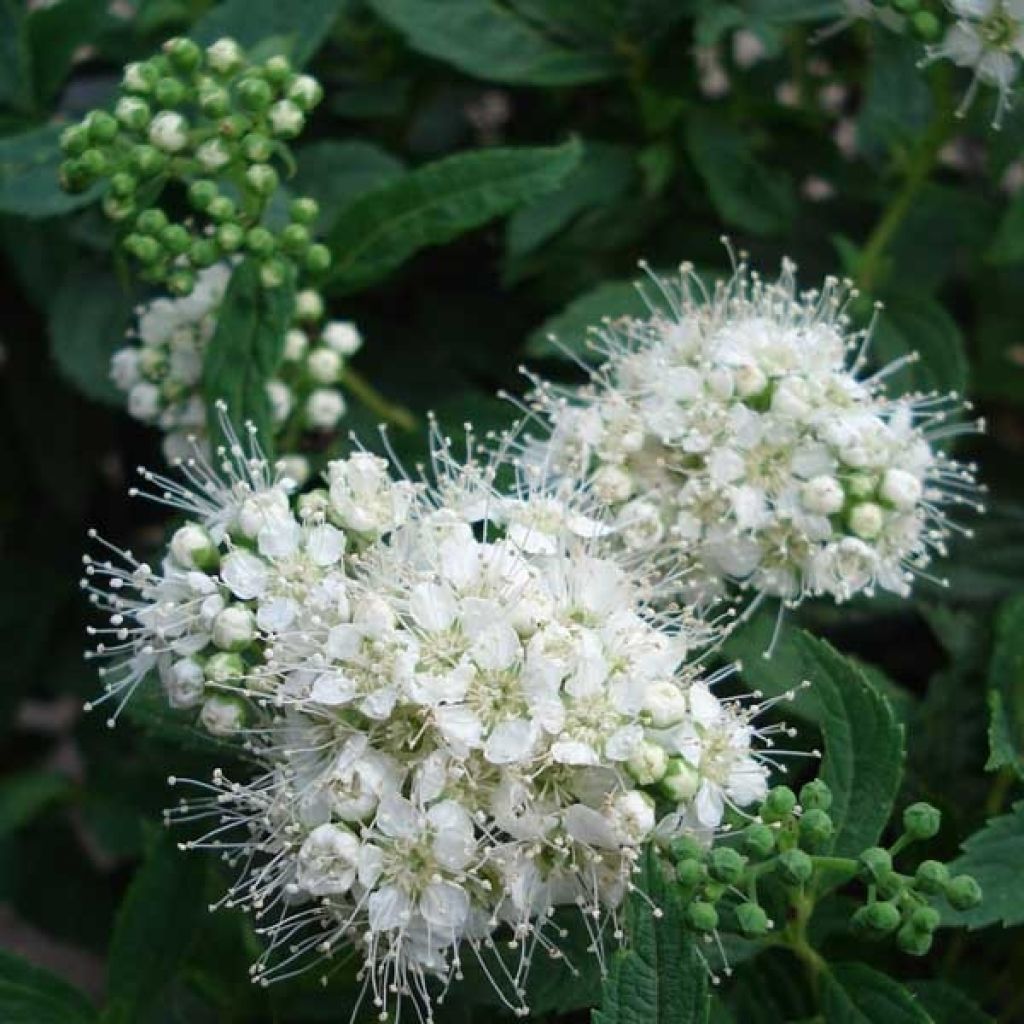 Espirea japonica Albiflora - Espirea del Japón