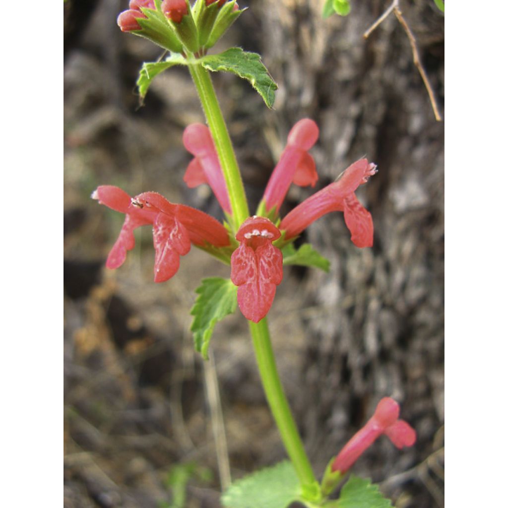 Stachys coccinea