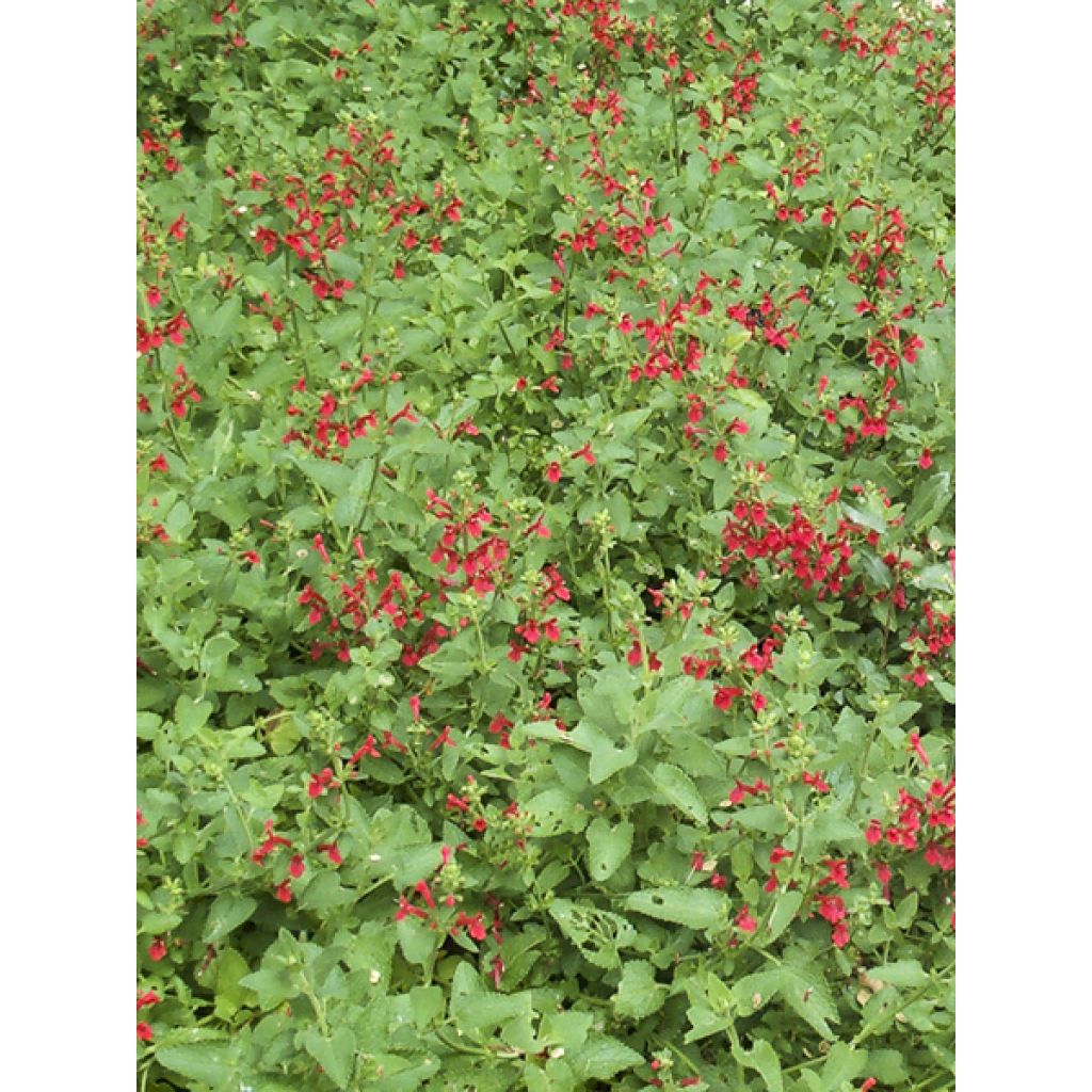 Stachys coccinea