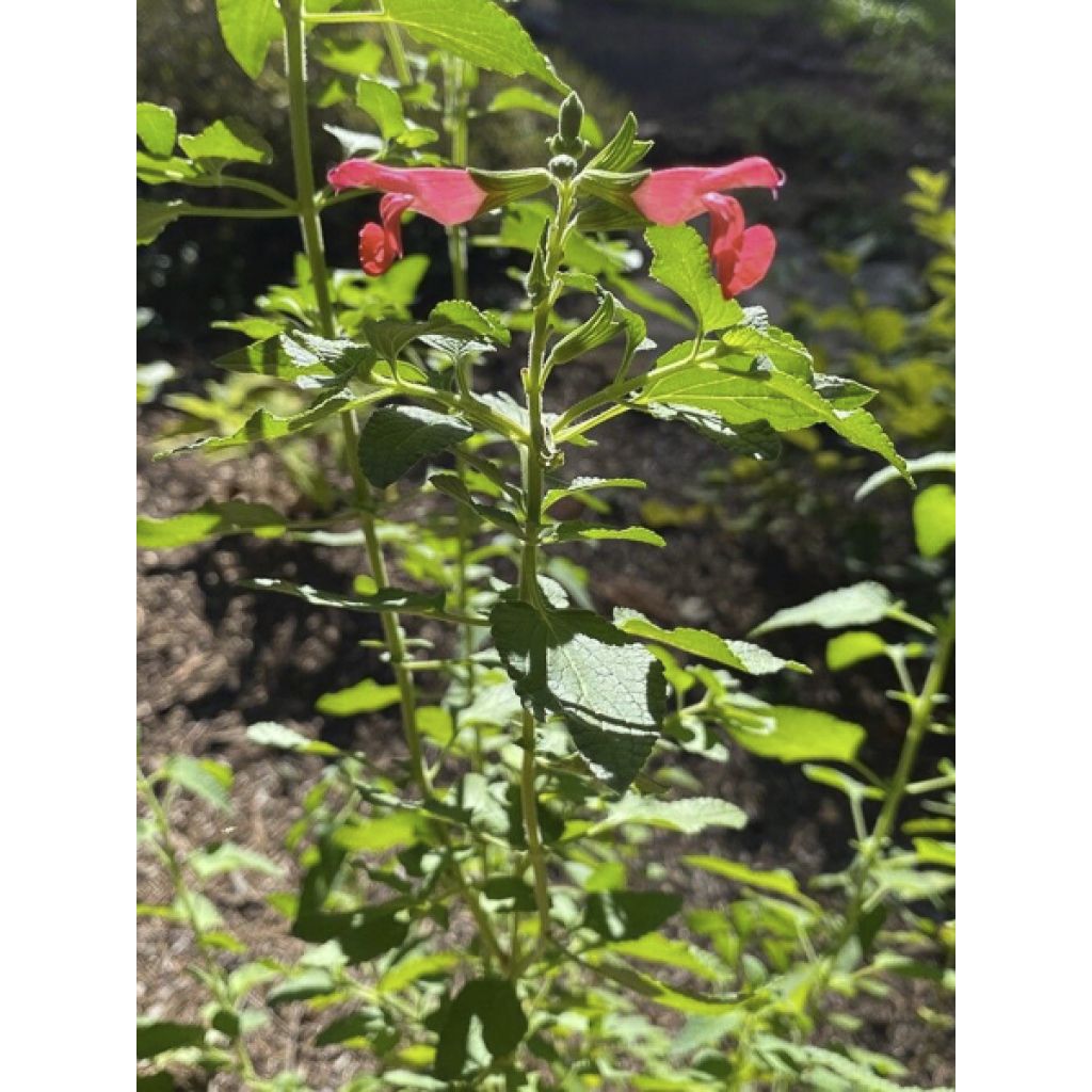 Stachys coccinea