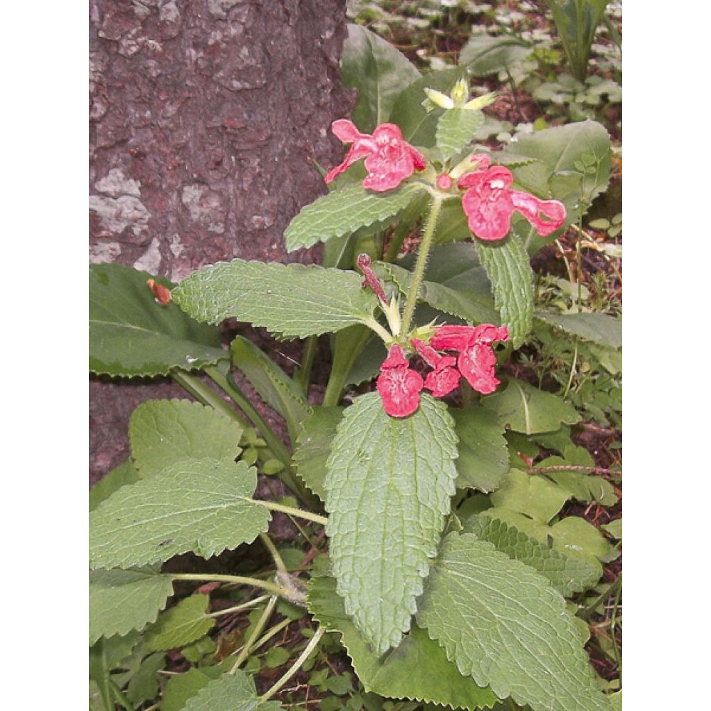 Stachys coccinea