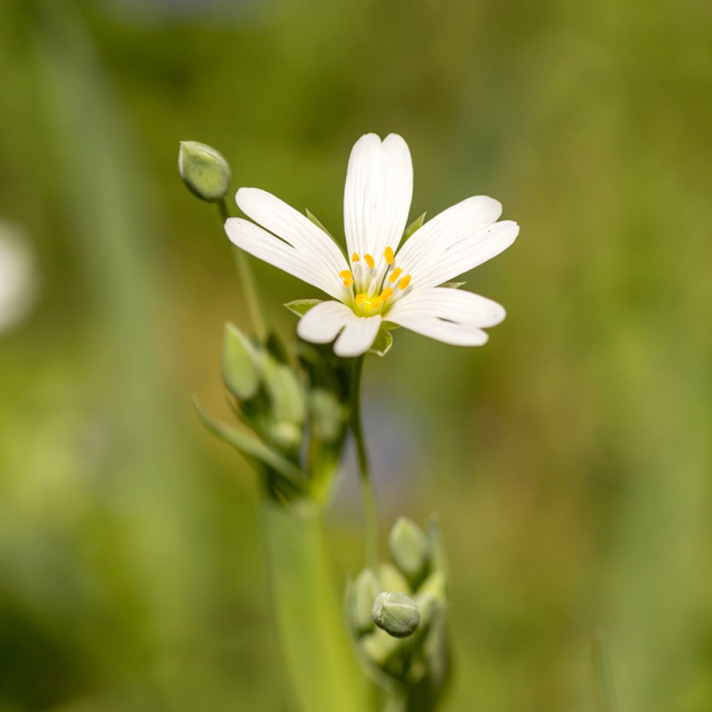 Stellaria holostea - Estrellada