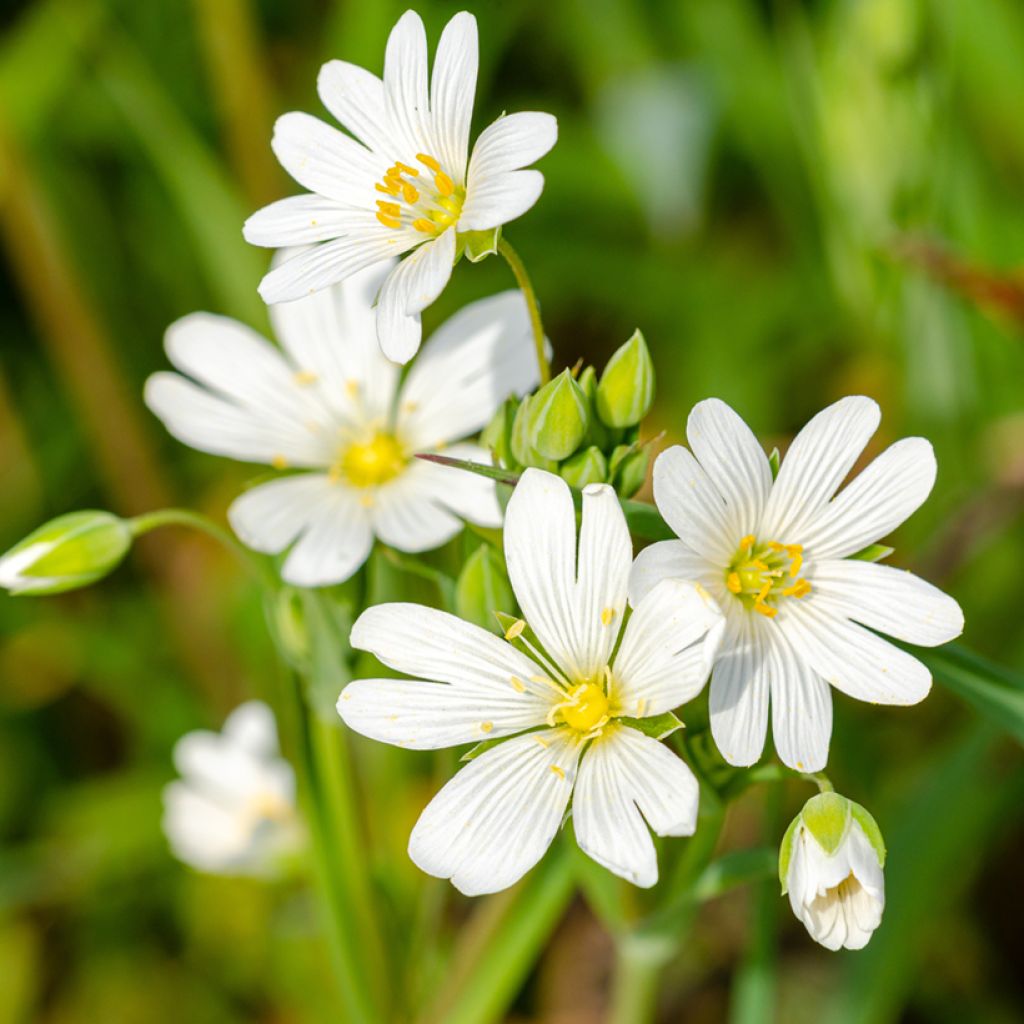 Stellaria holostea - Estrellada