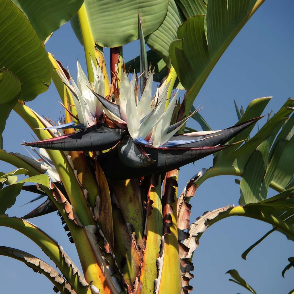 Strelitzia nicolai - Estrelitzia gigante