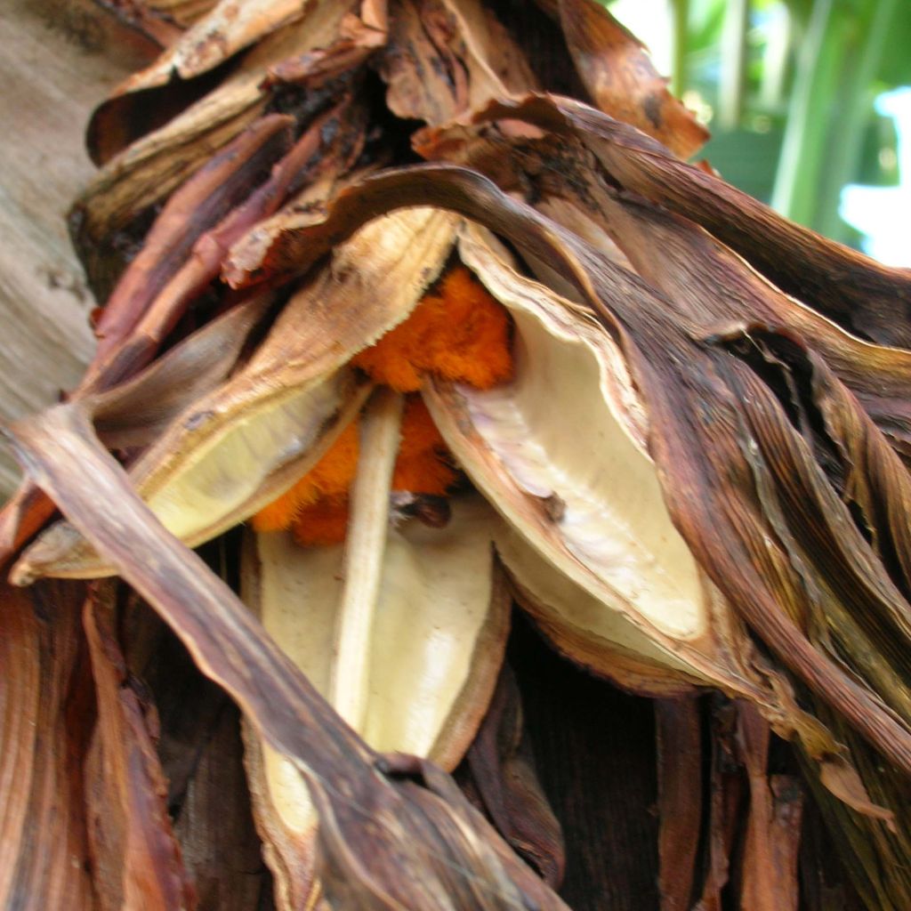 Strelitzia nicolai - Estrelitzia gigante