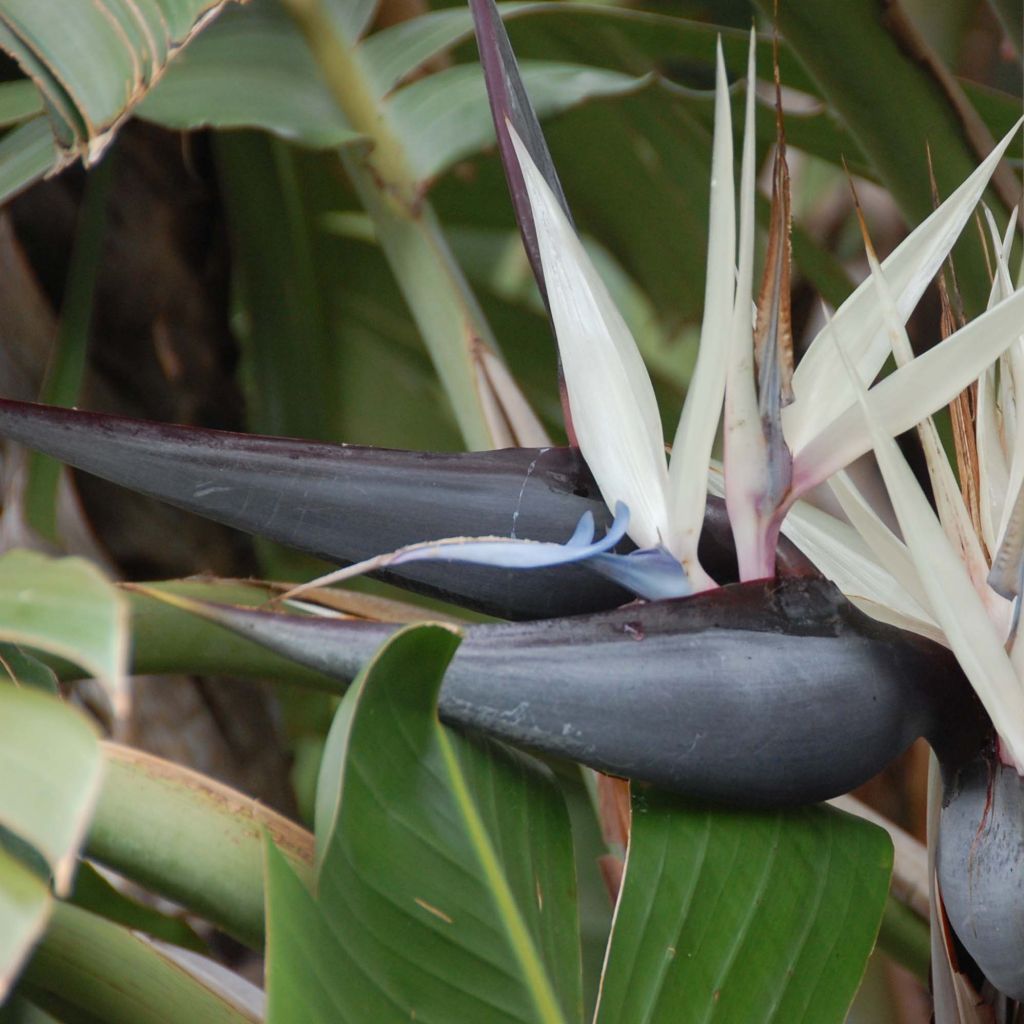 Strelitzia nicolai - Estrelitzia gigante