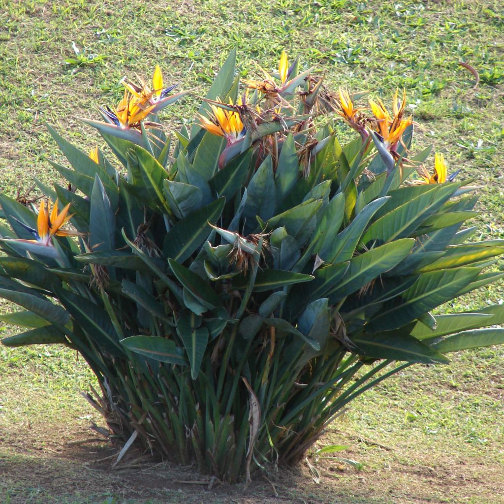 Strelitzia reginae - Flor ave del Paraíso