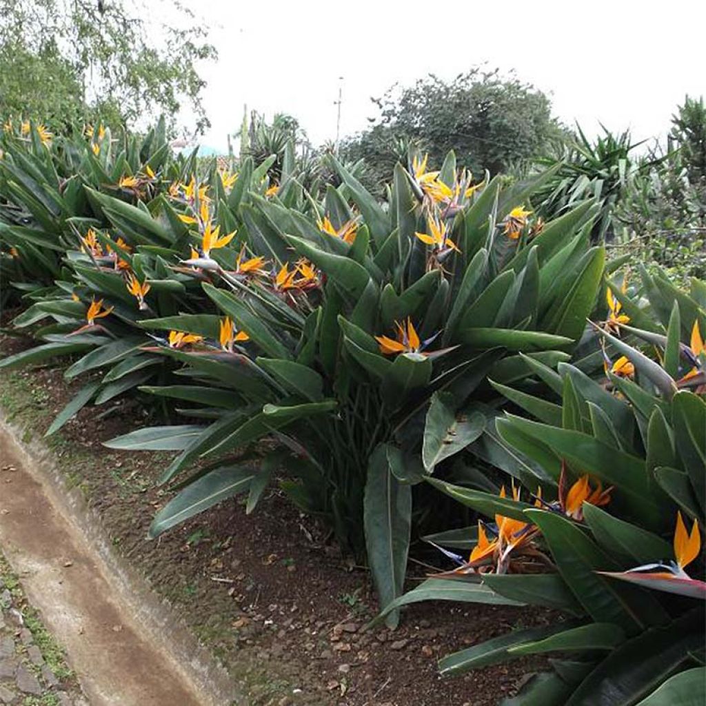Strelitzia reginae - Flor ave del Paraíso