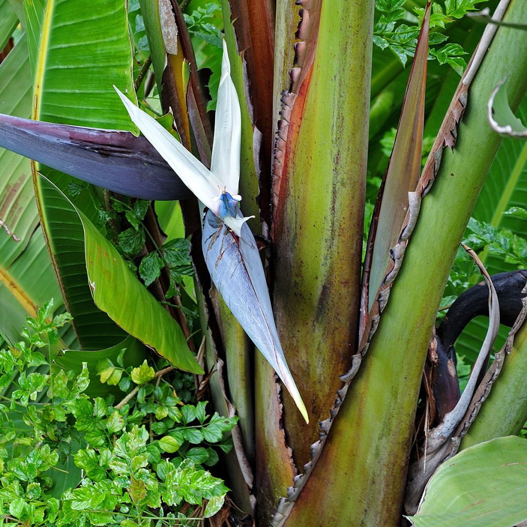 Graines d'Oiseau de Paradis blanc - Strelitzia nicolai