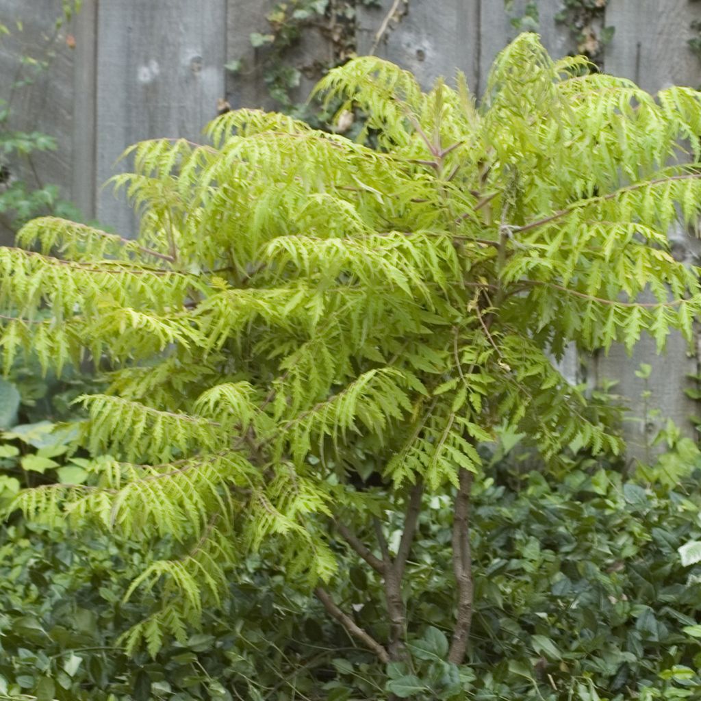 Rhus typhina Tiger Eyes - Zumaque de Virginia