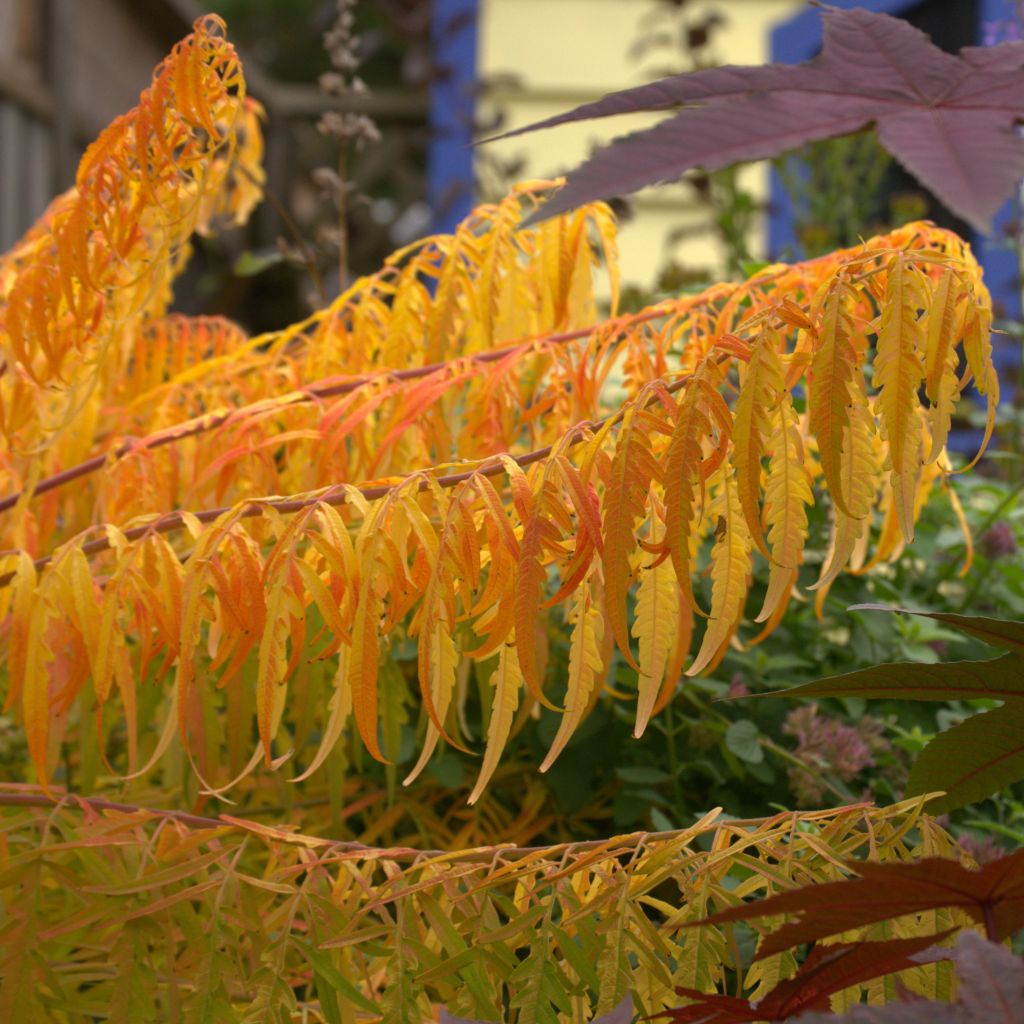 Rhus typhina Tiger Eyes - Zumaque de Virginia