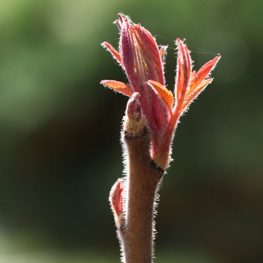Rhus typhina Tiger Eyes - Zumaque de Virginia