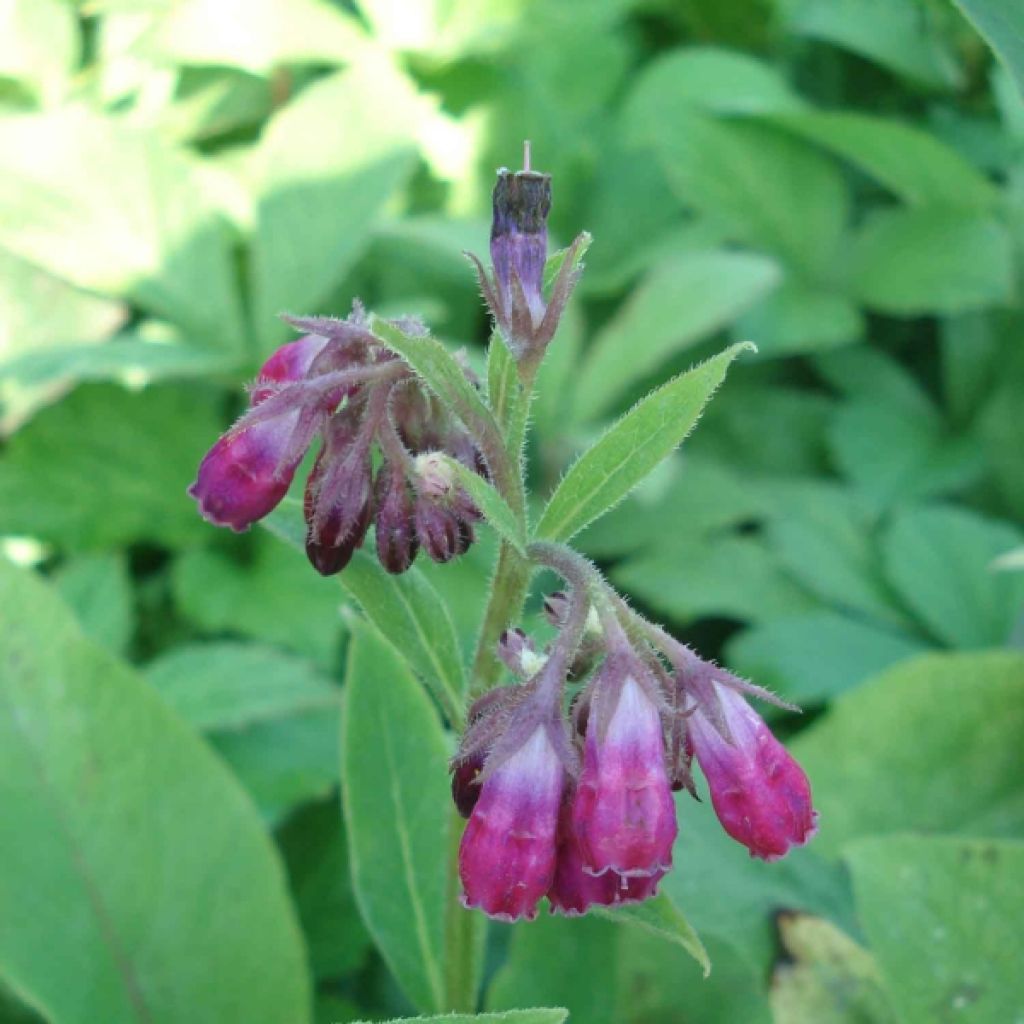 Symphytum rubrum - Consuelda