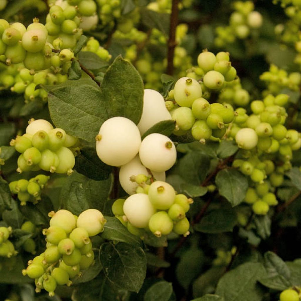 Symphoricarpos White Hedge - Baya de coral