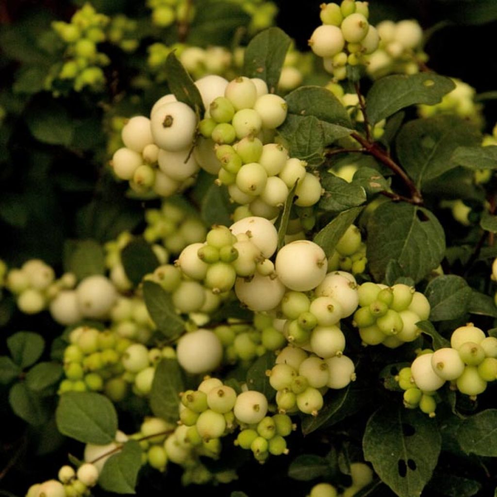 Symphoricarpos White Hedge - Baya de coral