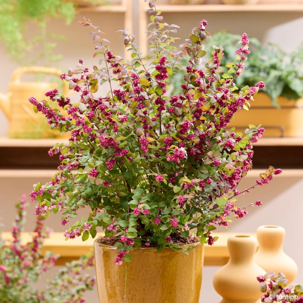 Symphoricarpos Little Berry - Baya de coral