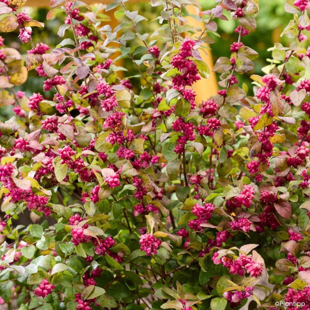 Symphoricarpos Little Berry - Baya de coral