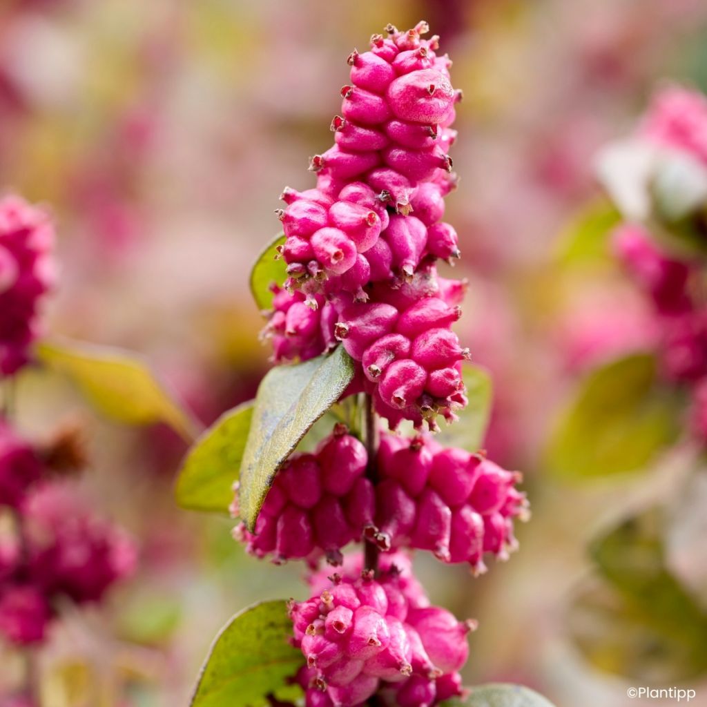 Symphoricarpos Little Berry - Baya de coral