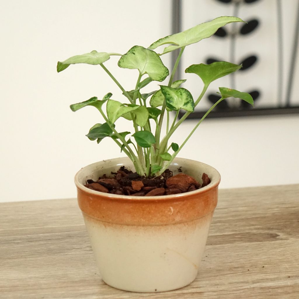 Syngonium Snow White - Planta Pie de Ganso