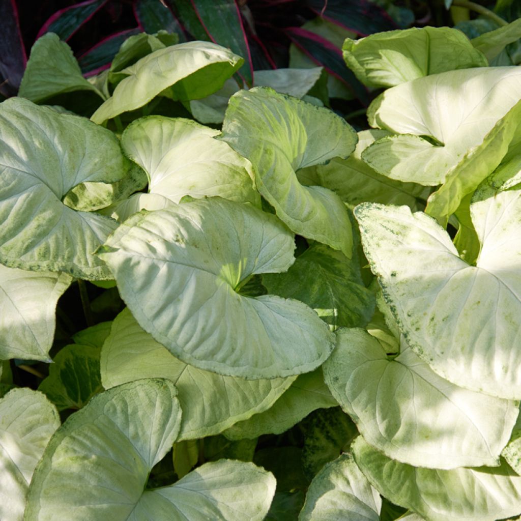 Syngonium Snow White - Planta Pie de Ganso