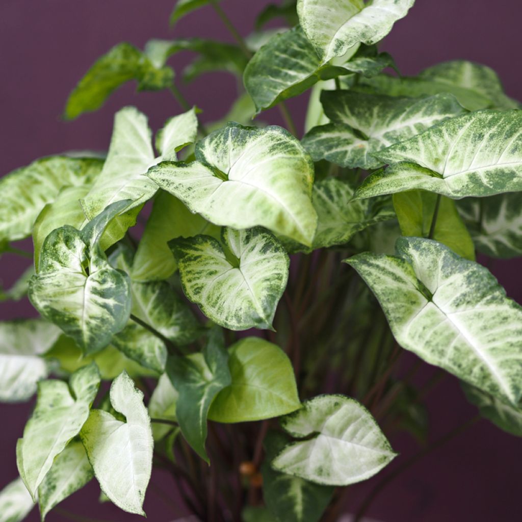 Syngonium Snow White - Planta Pie de Ganso