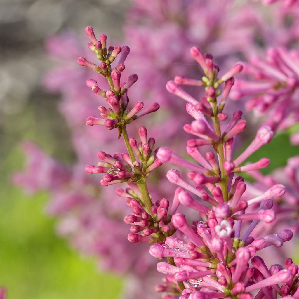 Lila  Pinktini - Syringa x prestoniae