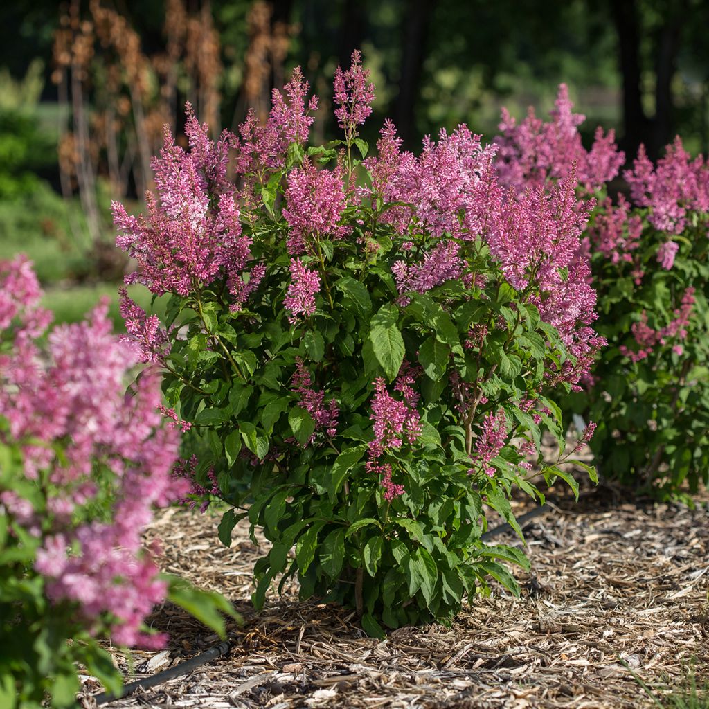 Lila  Pinktini - Syringa x prestoniae