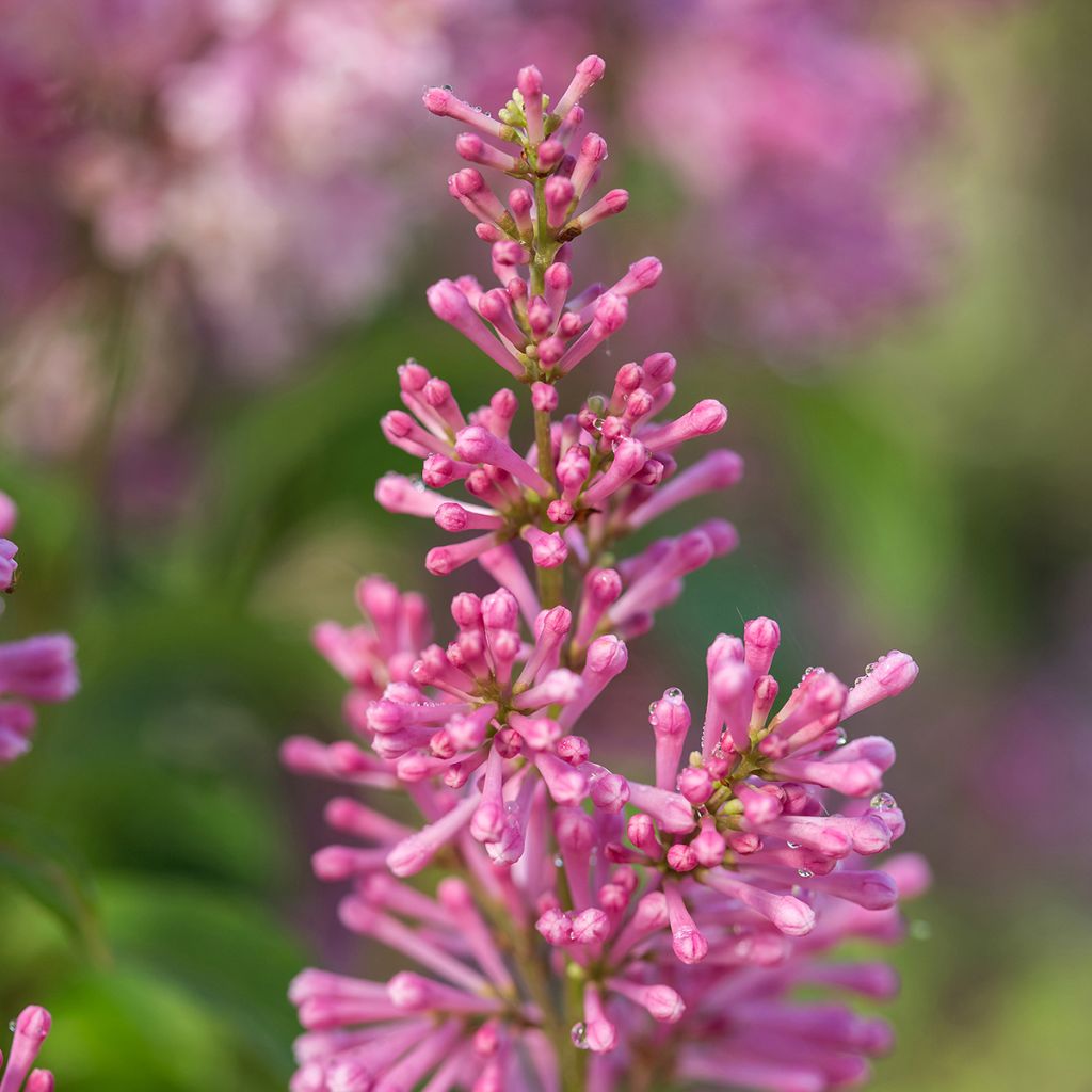 Lila  Pinktini - Syringa x prestoniae