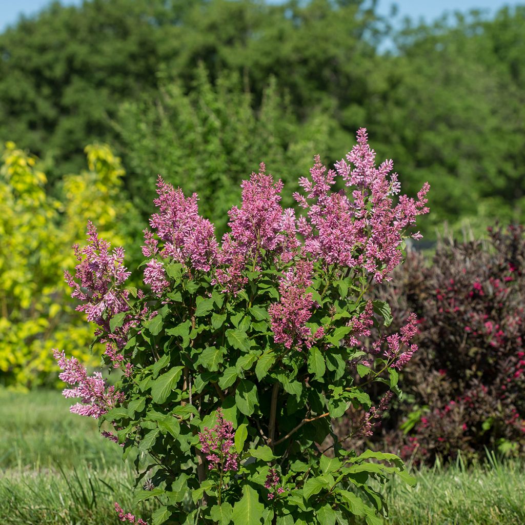 Lila  Pinktini - Syringa x prestoniae