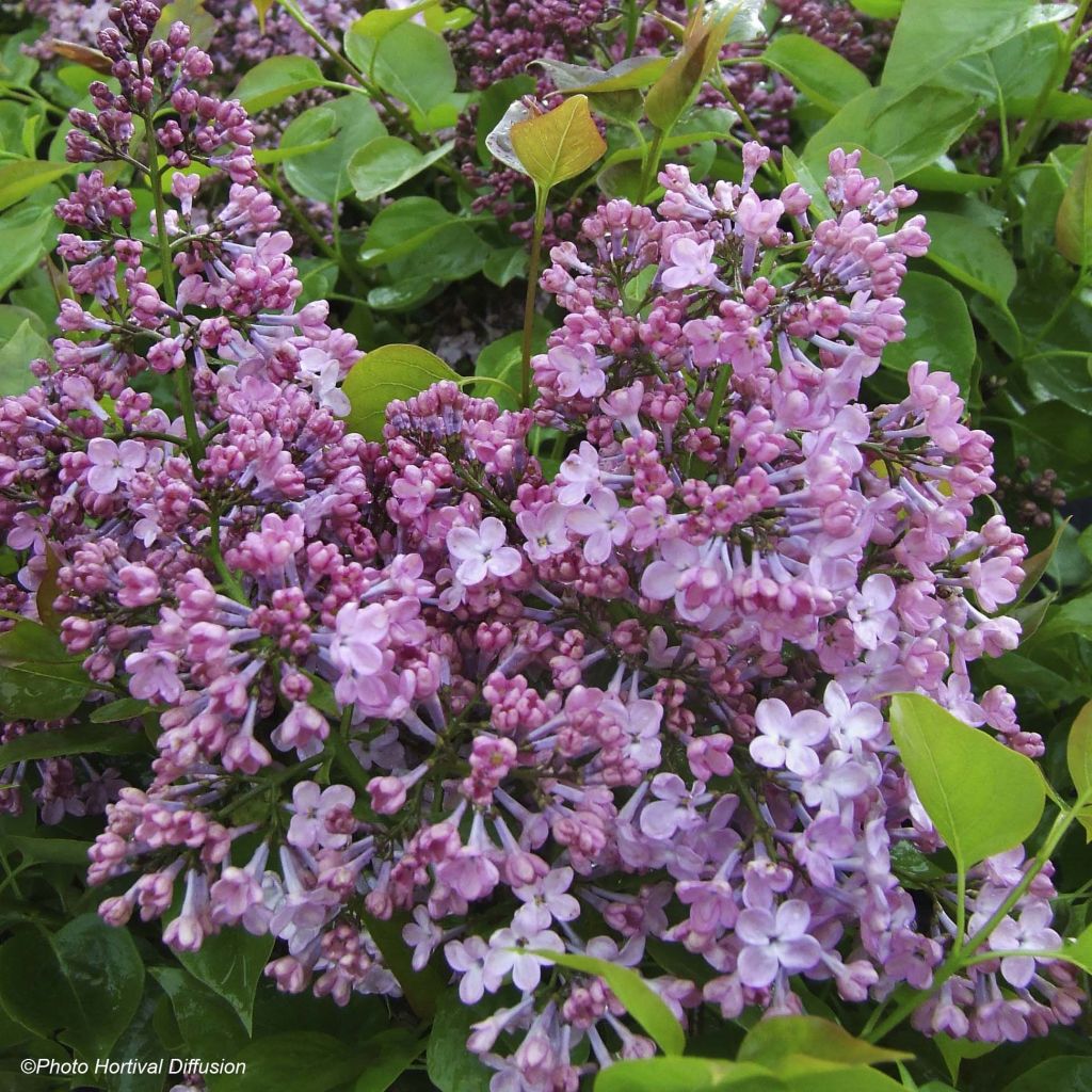 Lilas à fleurs de jacinthe Maiden's Blush - Syringa (x) hyacinthiflora