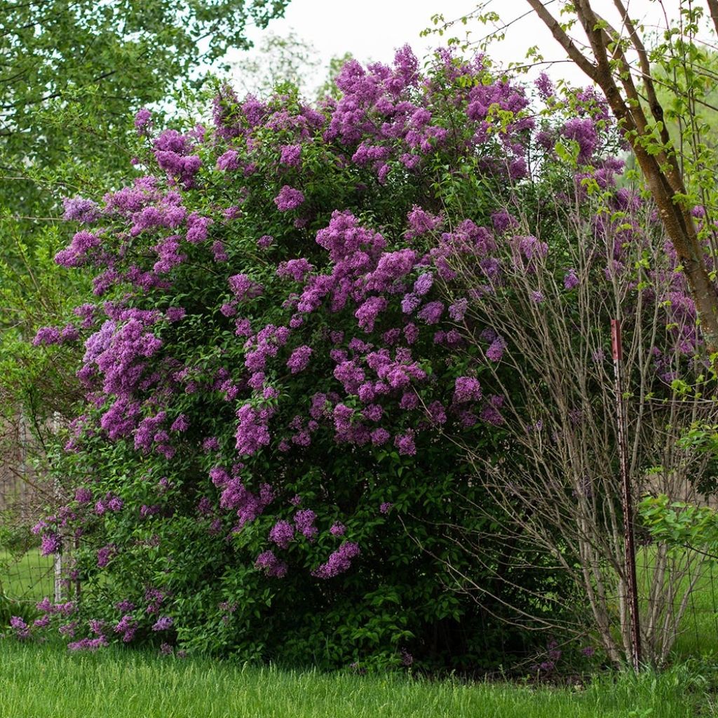 Lila común - Syringa vulgaris