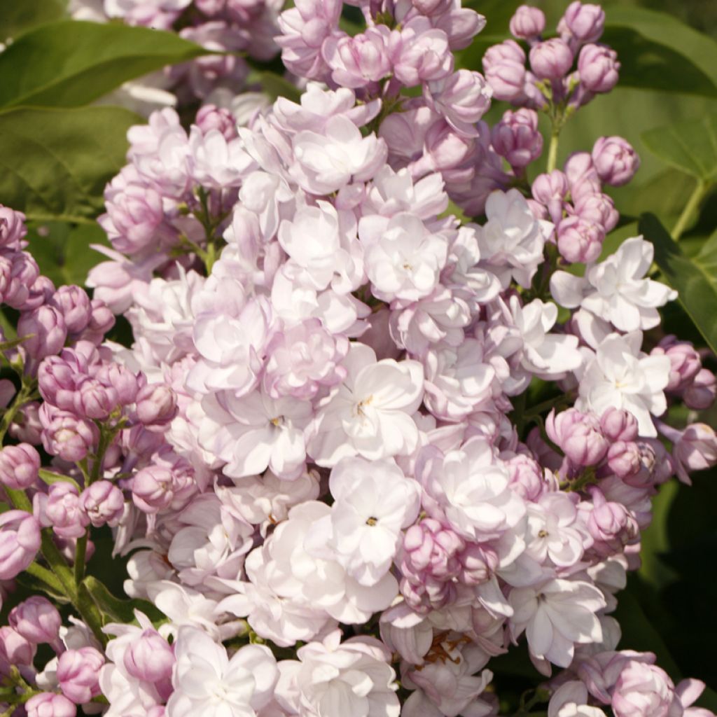 Lila - Syringa vulgaris Rosa de Moscú