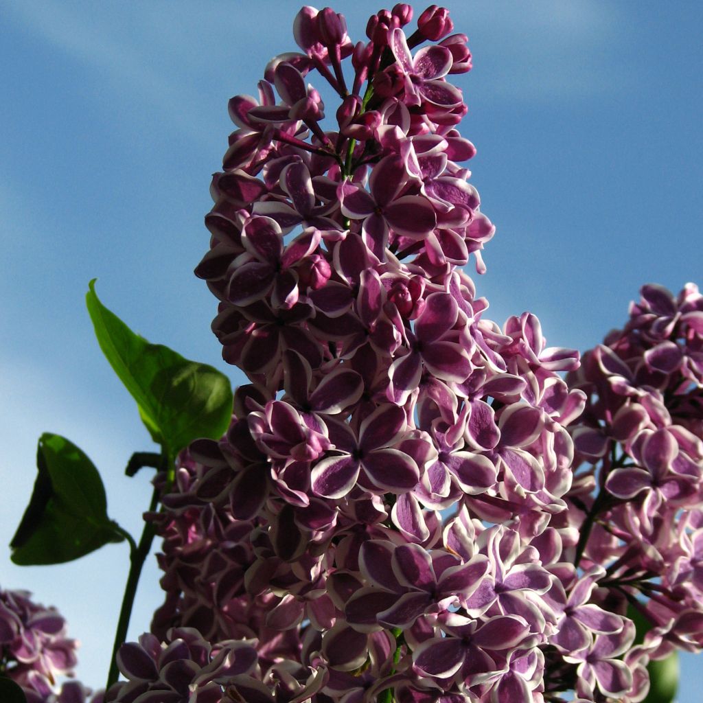 Lila Sensation - Syringa vulgaris
