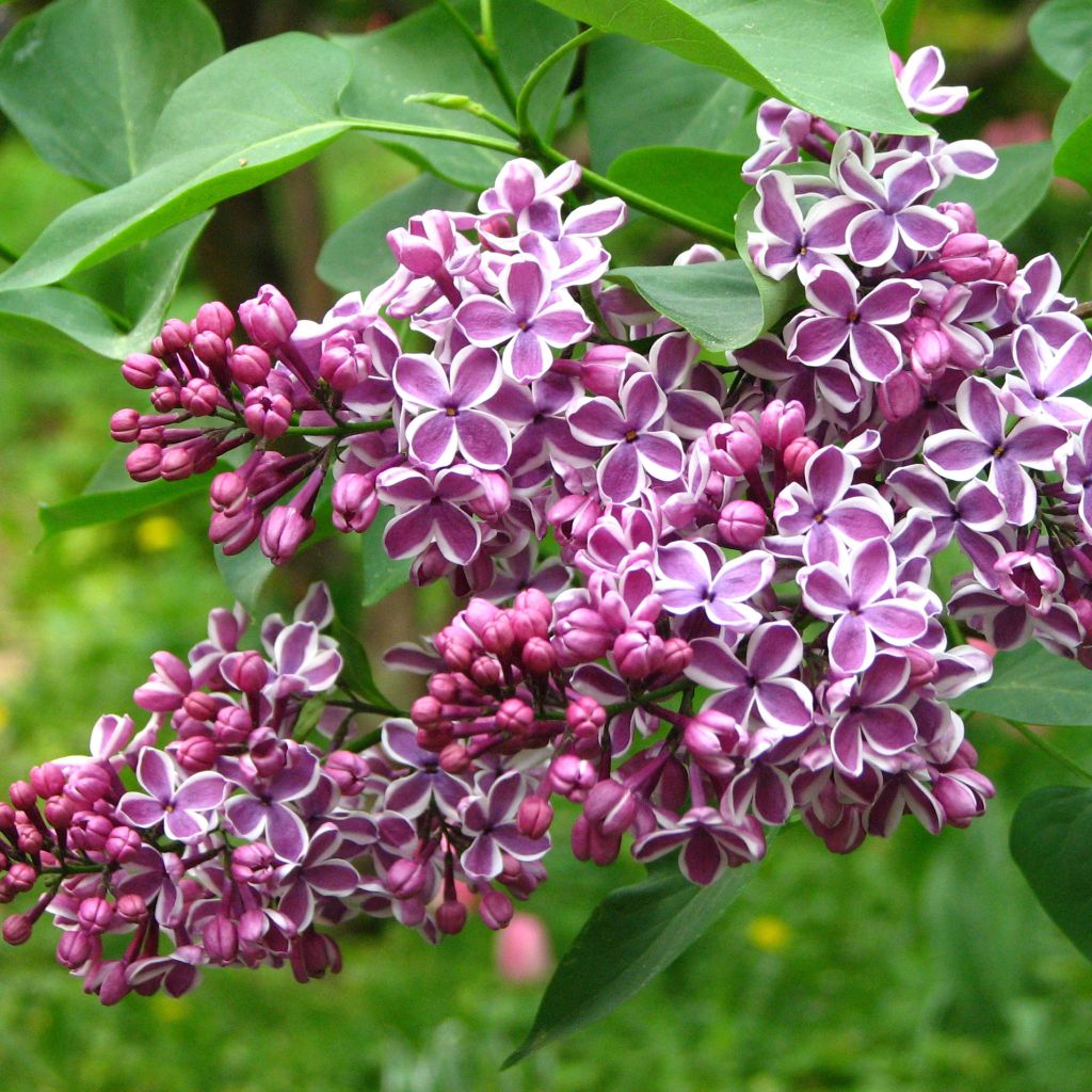 Lila Sensation - Syringa vulgaris