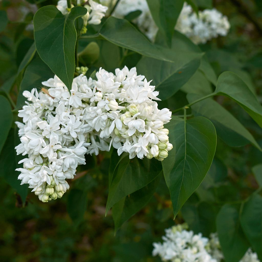 Lila Madame Lemoine - Syringa vulgaris