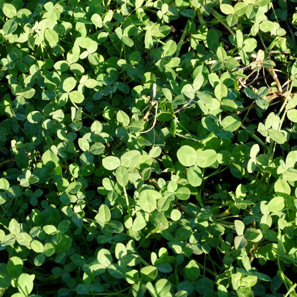 Trifolium fragiferum - Trébol fresa