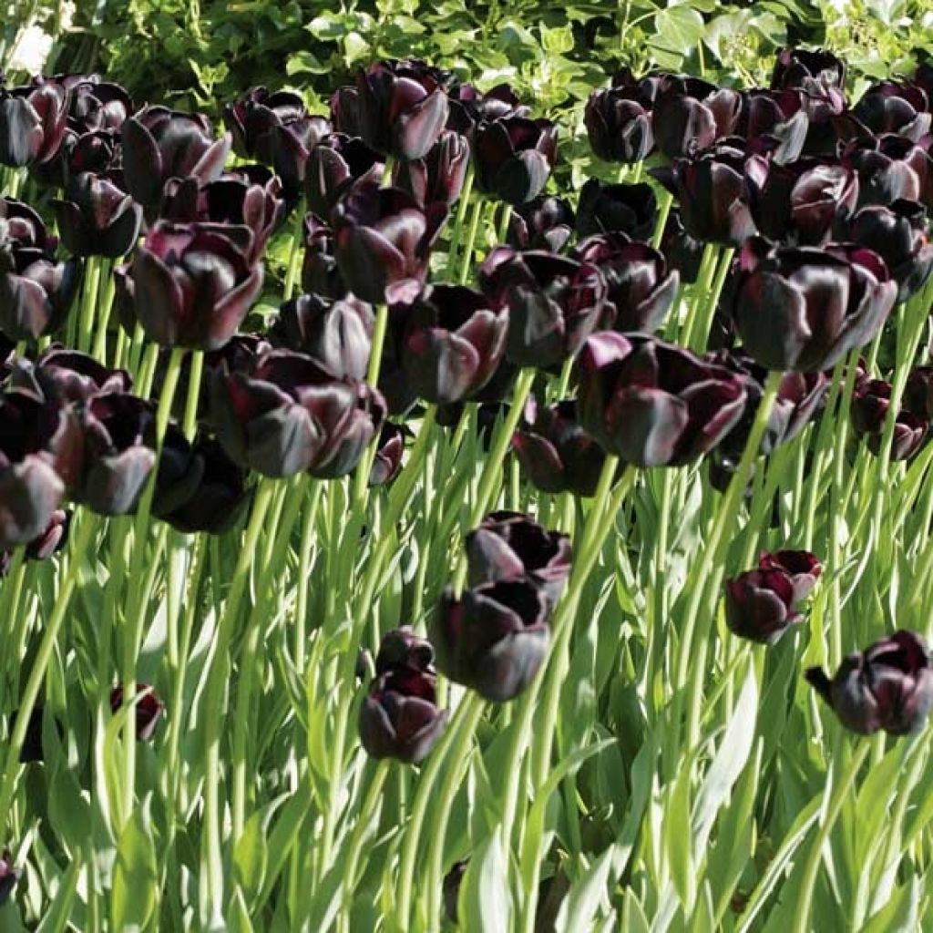 Tulipán simple de flor tardía Reine de la Nuit