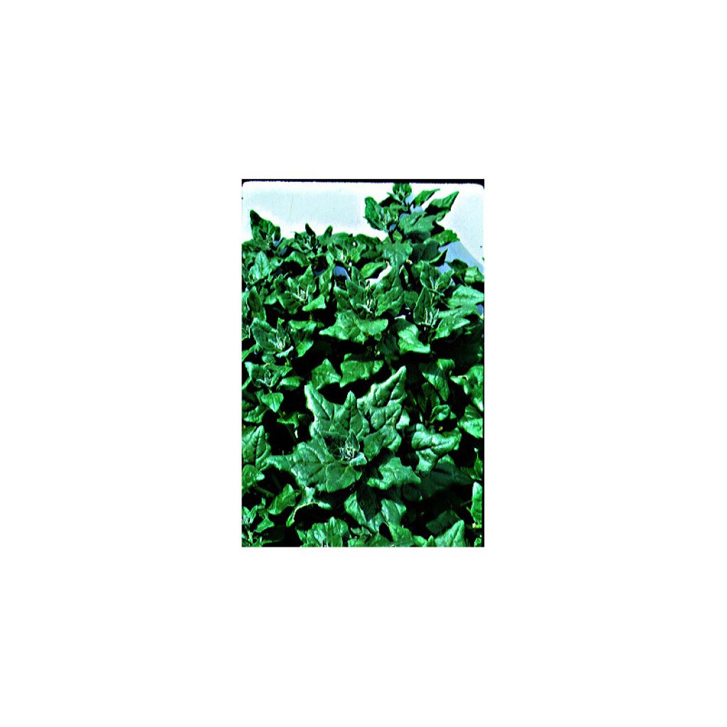 Espinaca de Nueva Zelanda (semillas) - Tetragonia tetragonoides