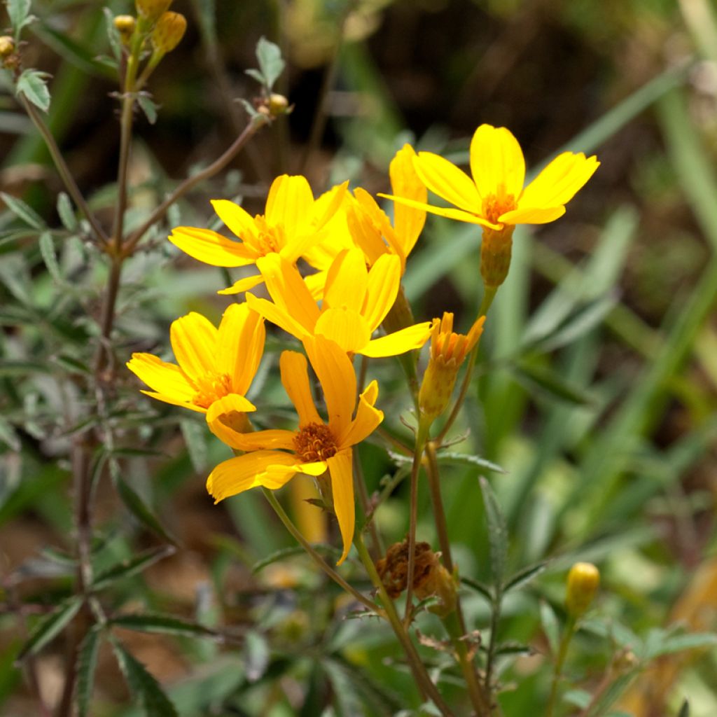 Tagetes lemmonii