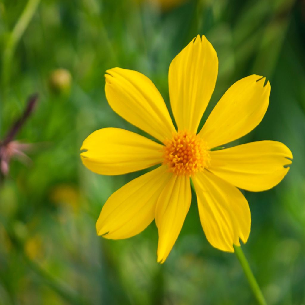 Tagetes lemmonii
