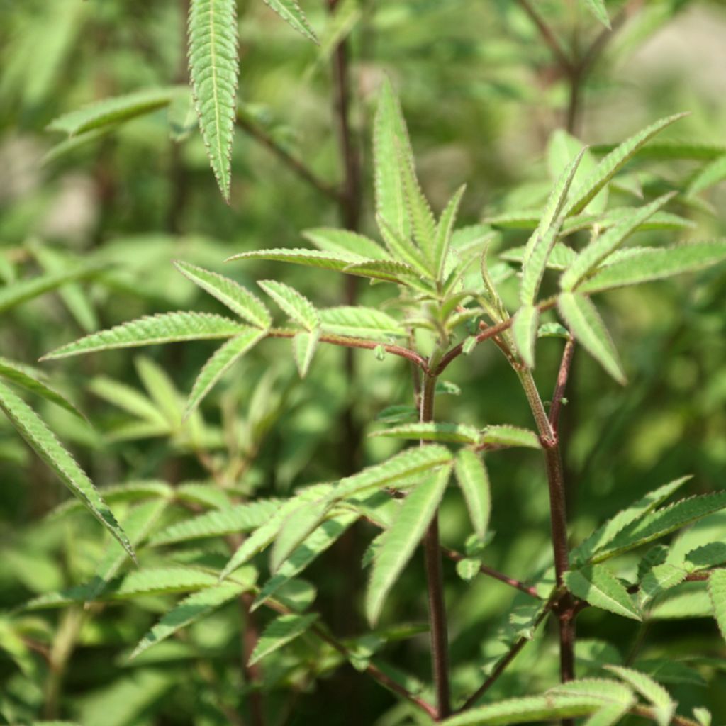 Tagetes lemmonii