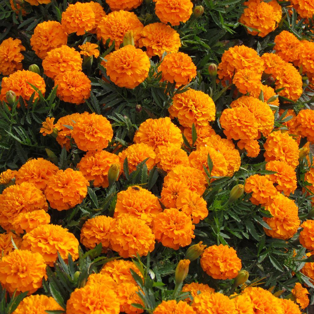 Clavel de moro Boy O Boy Orange