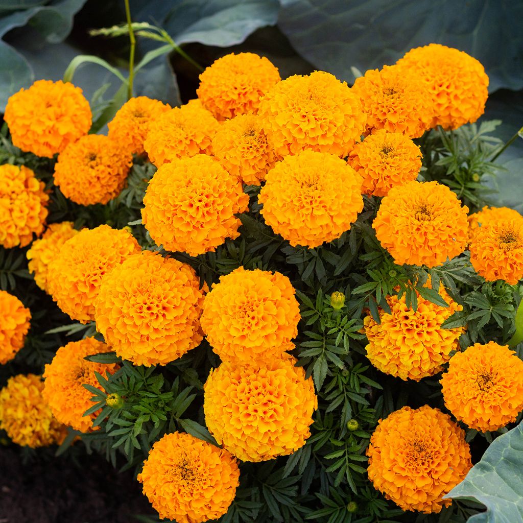 Clavel de moro Boy O Boy Orange