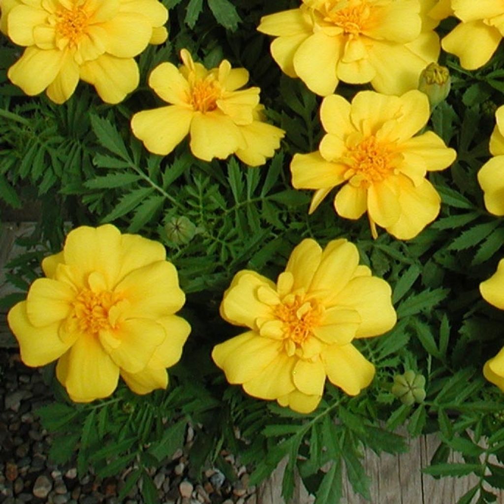 Oeillet d'Inde Queen Yellow Mini-mottes