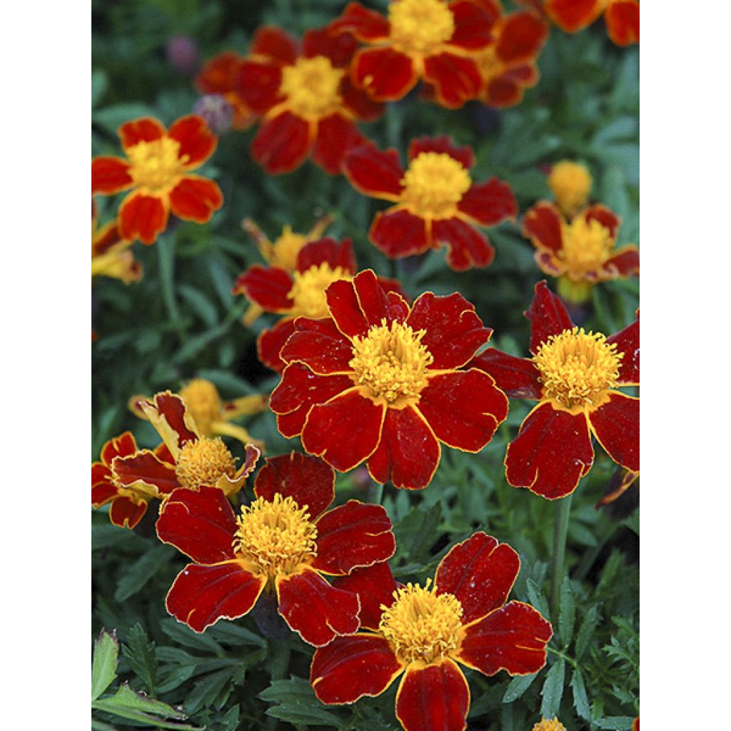 Clavel de moro Red Knight